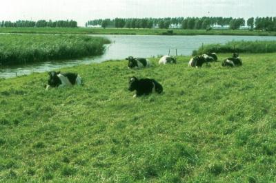 Schorre nabij het haventje van Prosperpolder