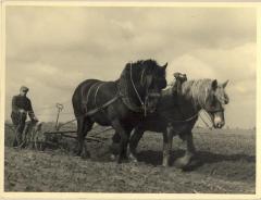 Ploegen in de polder