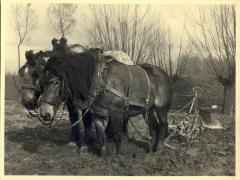 Paardenspan met ploeg