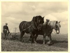 Ploegend paardenspan met boer