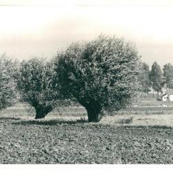 Huisjes onder de Ketenisdijk