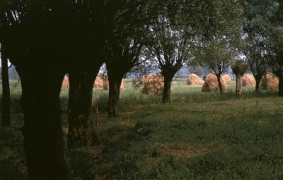 Hooimijten in Meerdonk