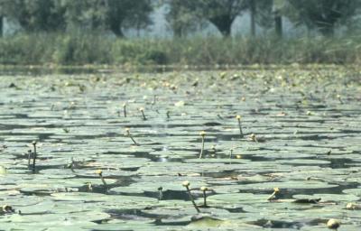 Waterlelies in Meerdonk