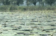 Waterlelies in Meerdonk