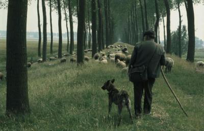 Schaapherder met hond in Meerdonk