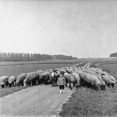 Herdersjongen en de kudde