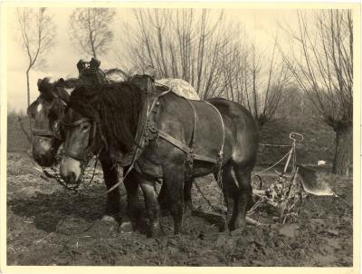 Ploegend paardenspan