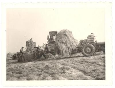 Dorsen van gras in de polder