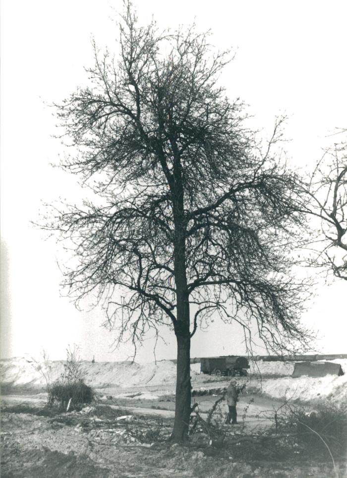 De Oude Dijk te Kallo met perenboom