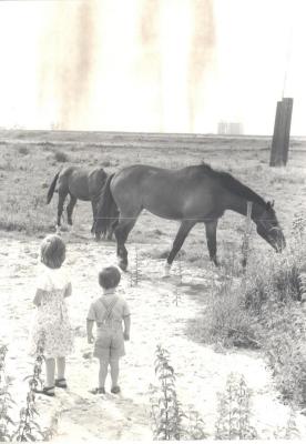 Paarden bij de Oude Dijk in Kallo