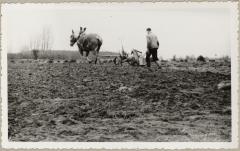 Landbouw in het Waasland